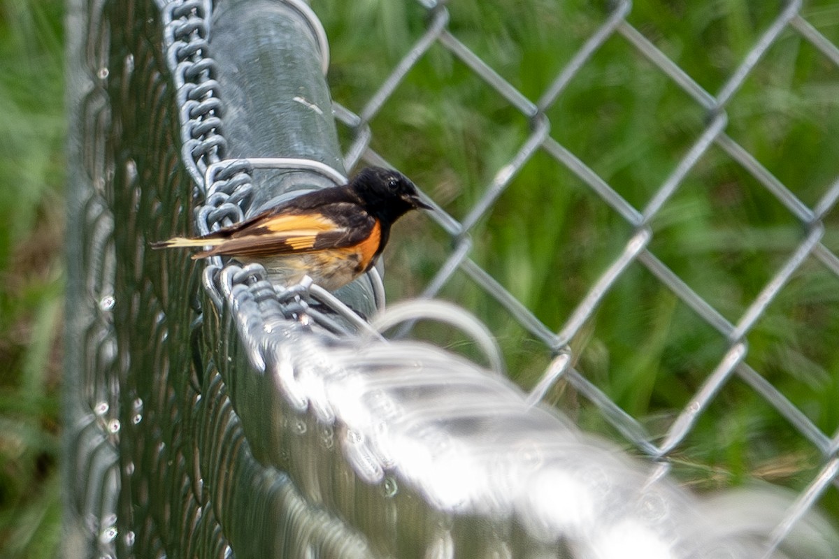 American Redstart - ML620612875