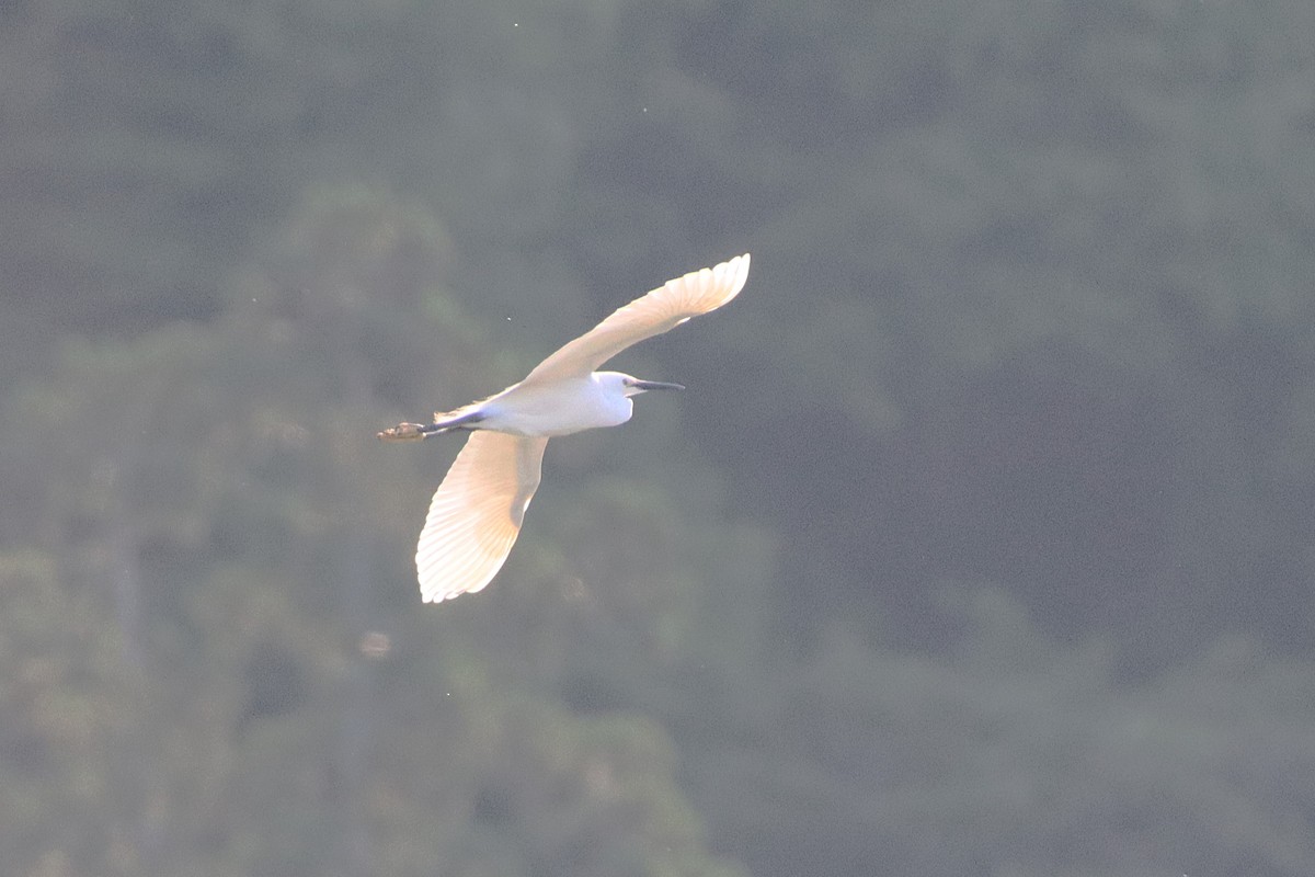 Little Egret - ML620612880