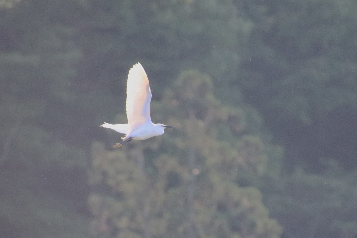 Little Egret - ML620612881