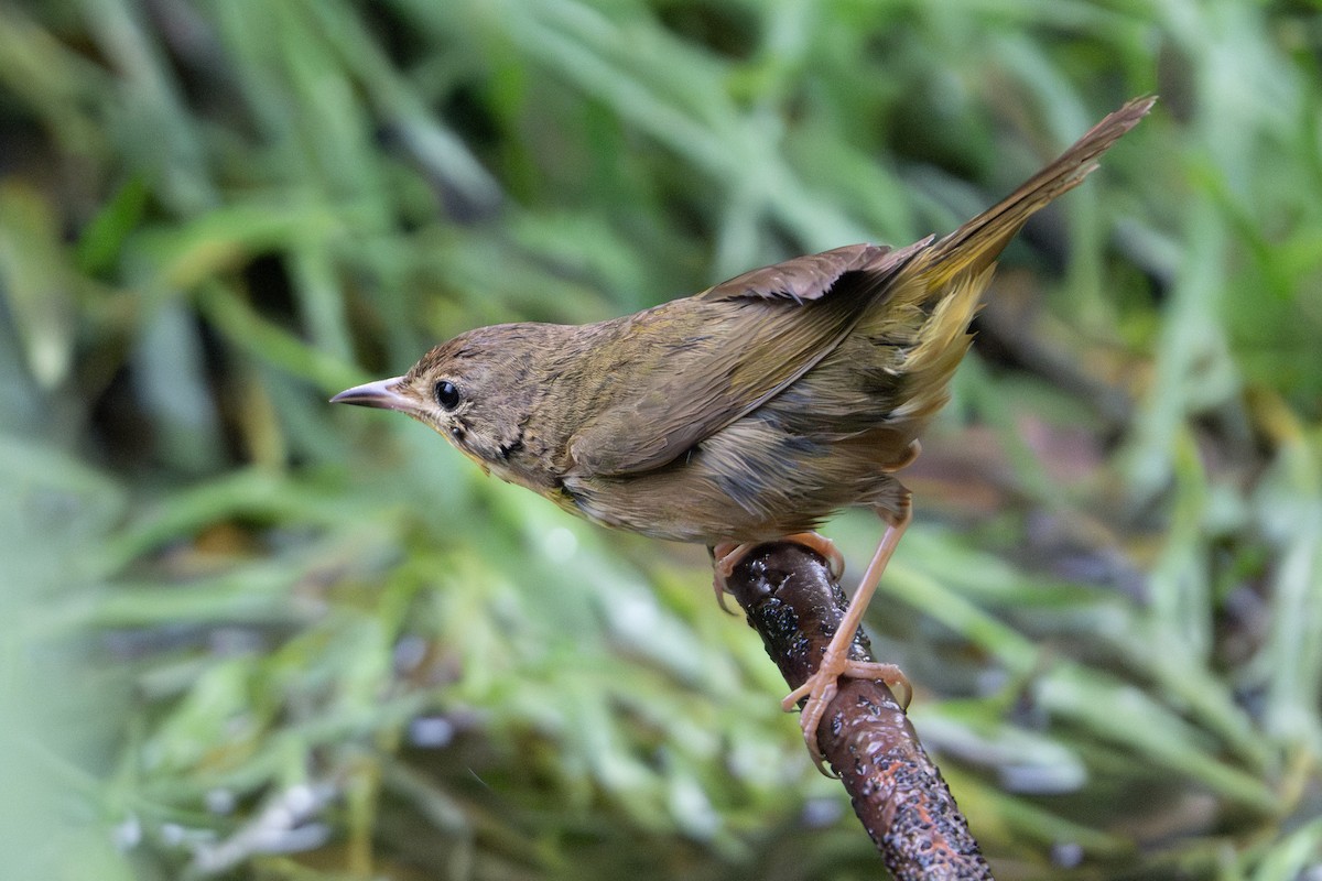 Weidengelbkehlchen - ML620612882