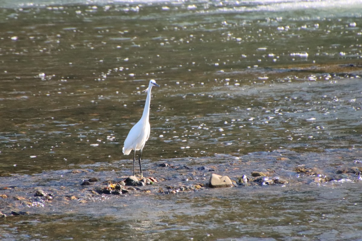 Little Egret - ML620612883