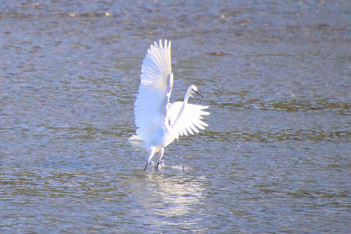 Little Egret - ML620612884