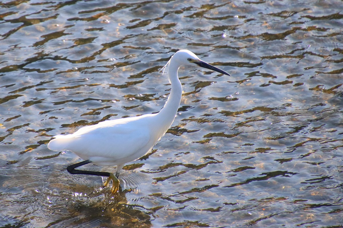 Little Egret - ML620612885