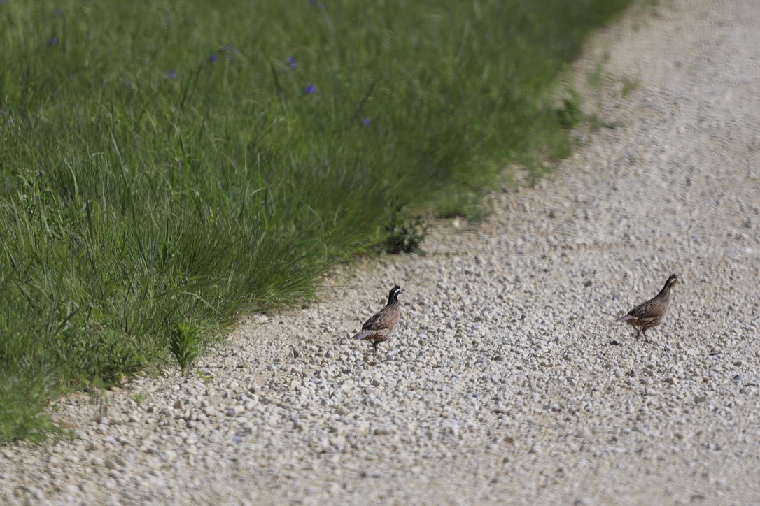 Northern Bobwhite - ML620612886