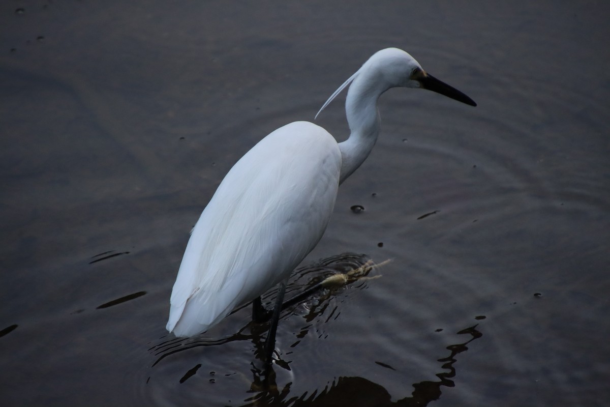 Little Egret - ML620612887