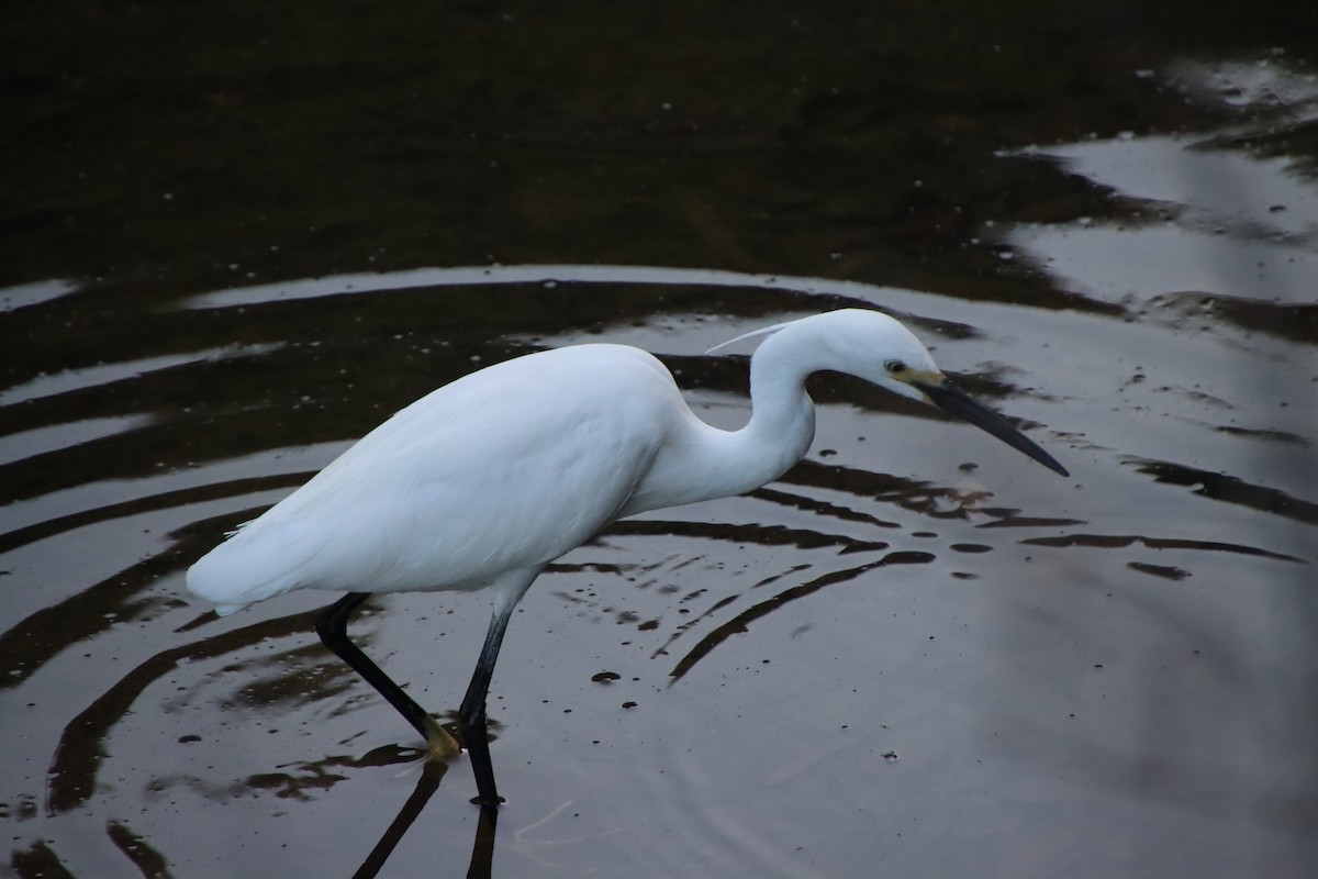 Little Egret - ML620612888