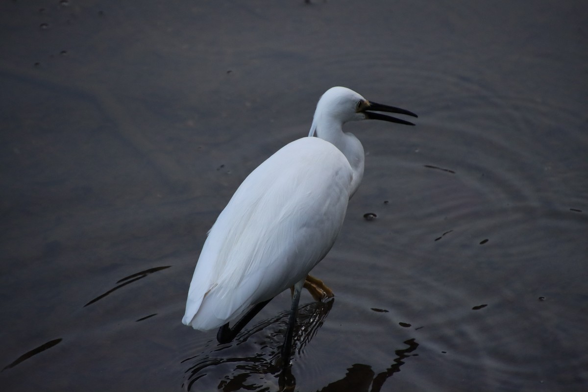 Little Egret - ML620612889