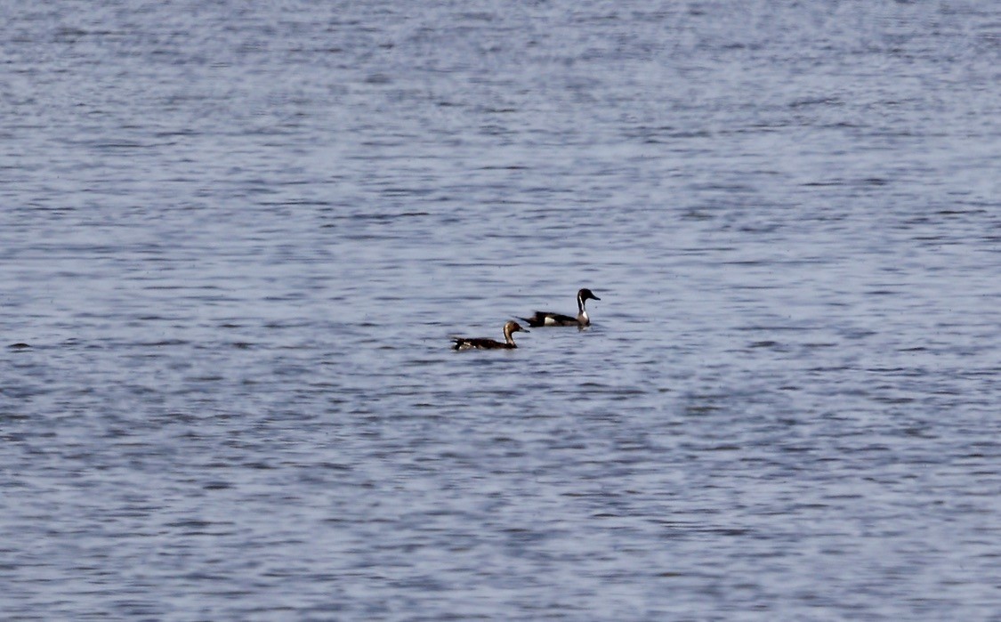 Northern Pintail - ML620612894