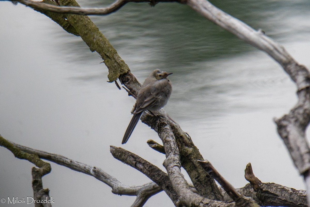 White Wagtail - ML620612895