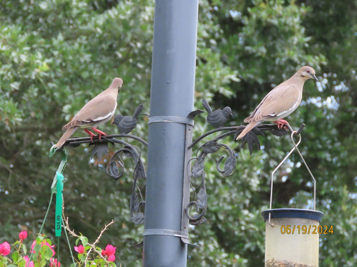 White-winged Dove - ML620612897