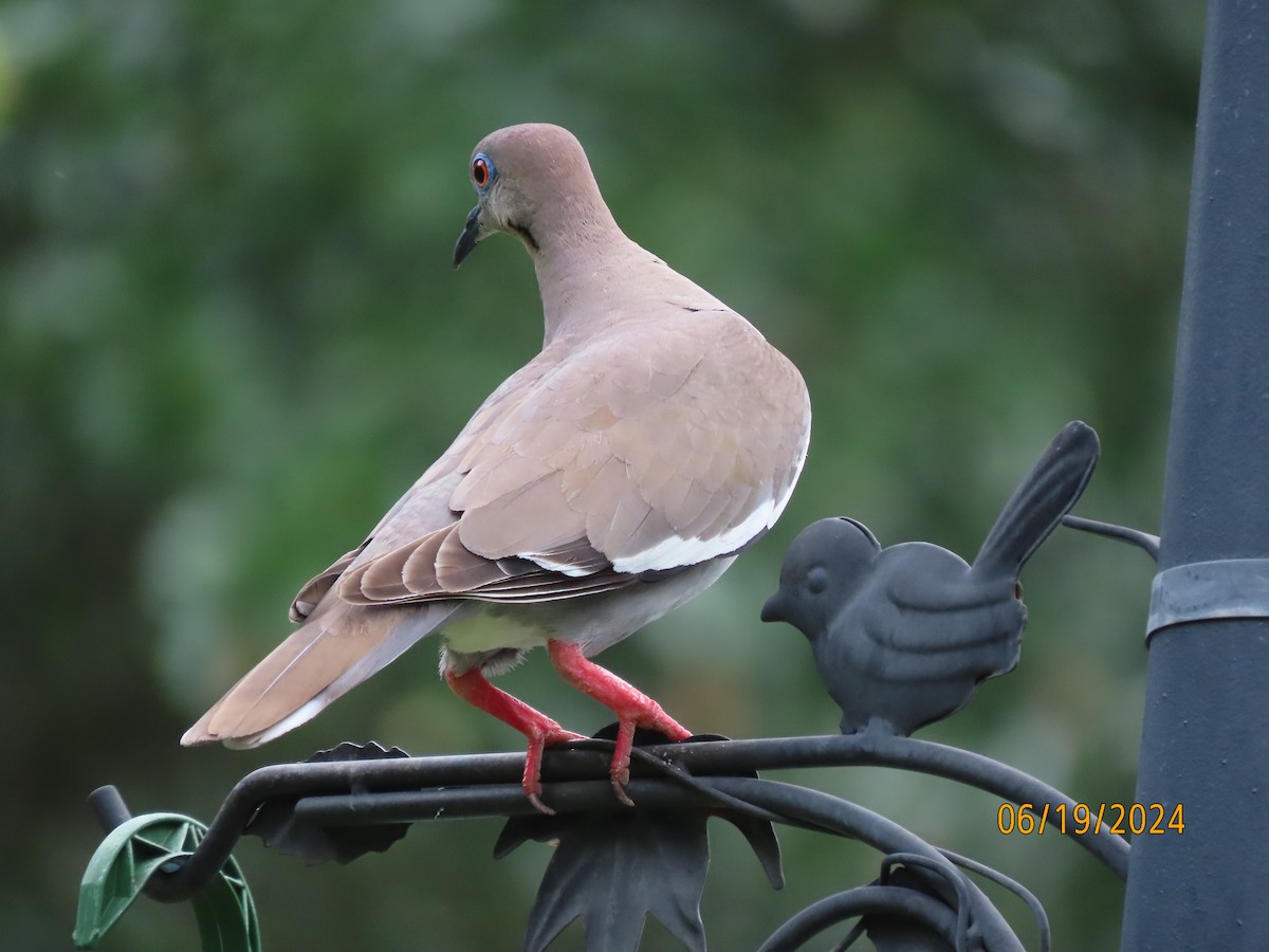 White-winged Dove - ML620612899