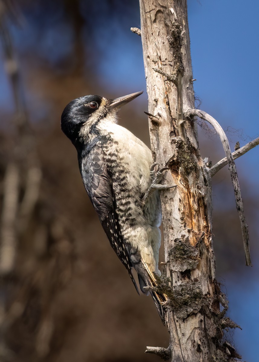 Black-backed Woodpecker - ML620612901