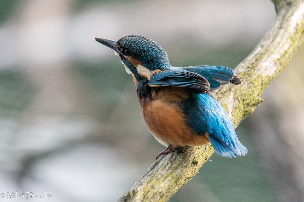 Common Kingfisher - ML620612902