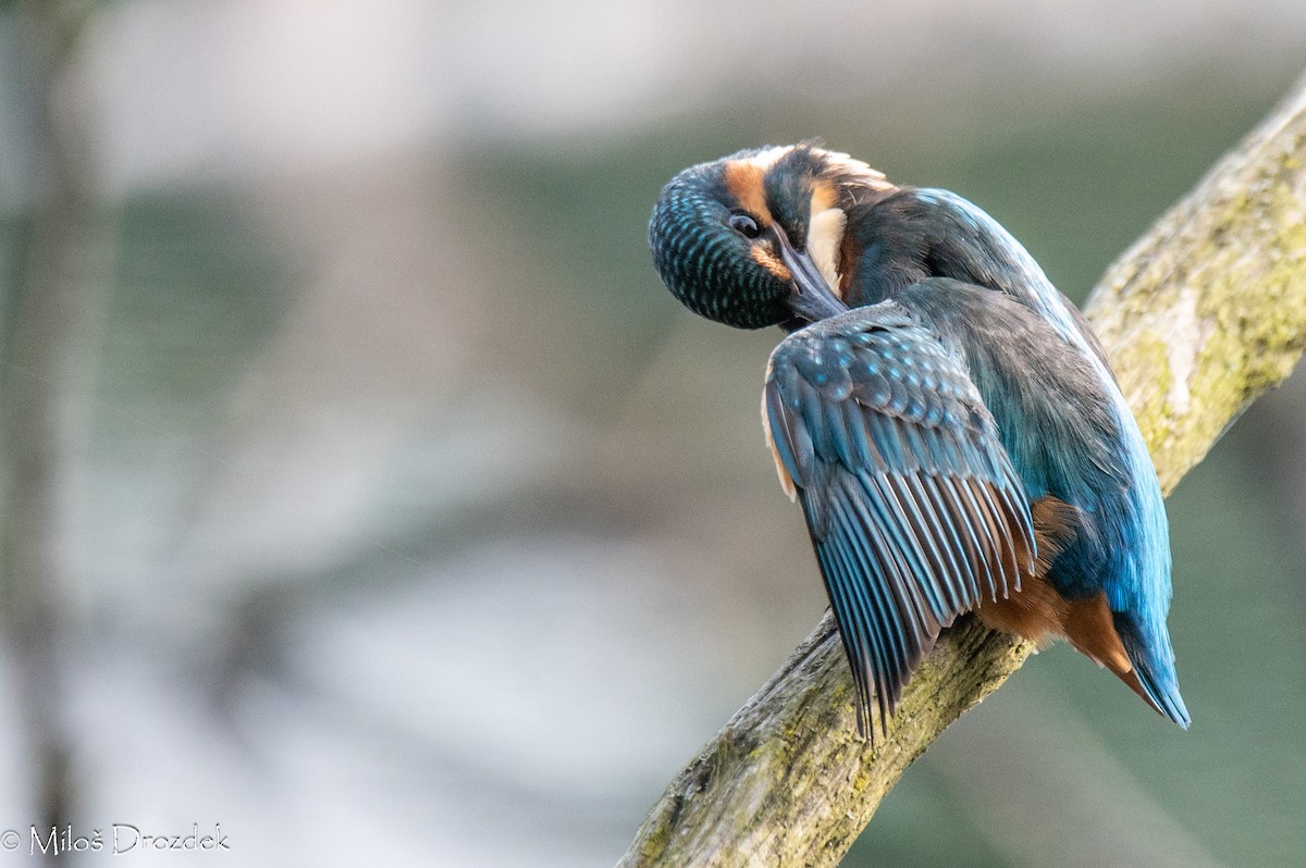 Common Kingfisher - ML620612903