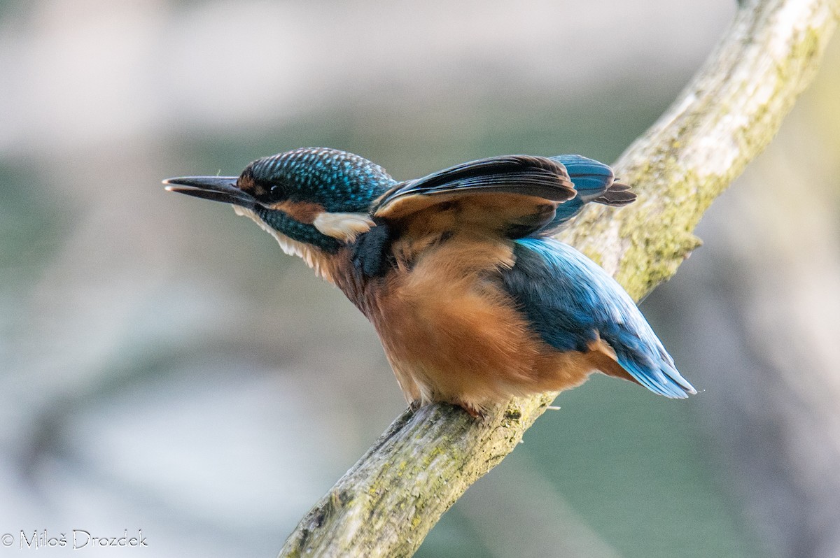 Common Kingfisher - Miloš Drozdek