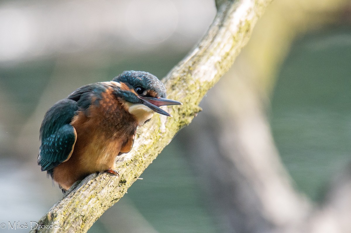 Common Kingfisher - ML620612905