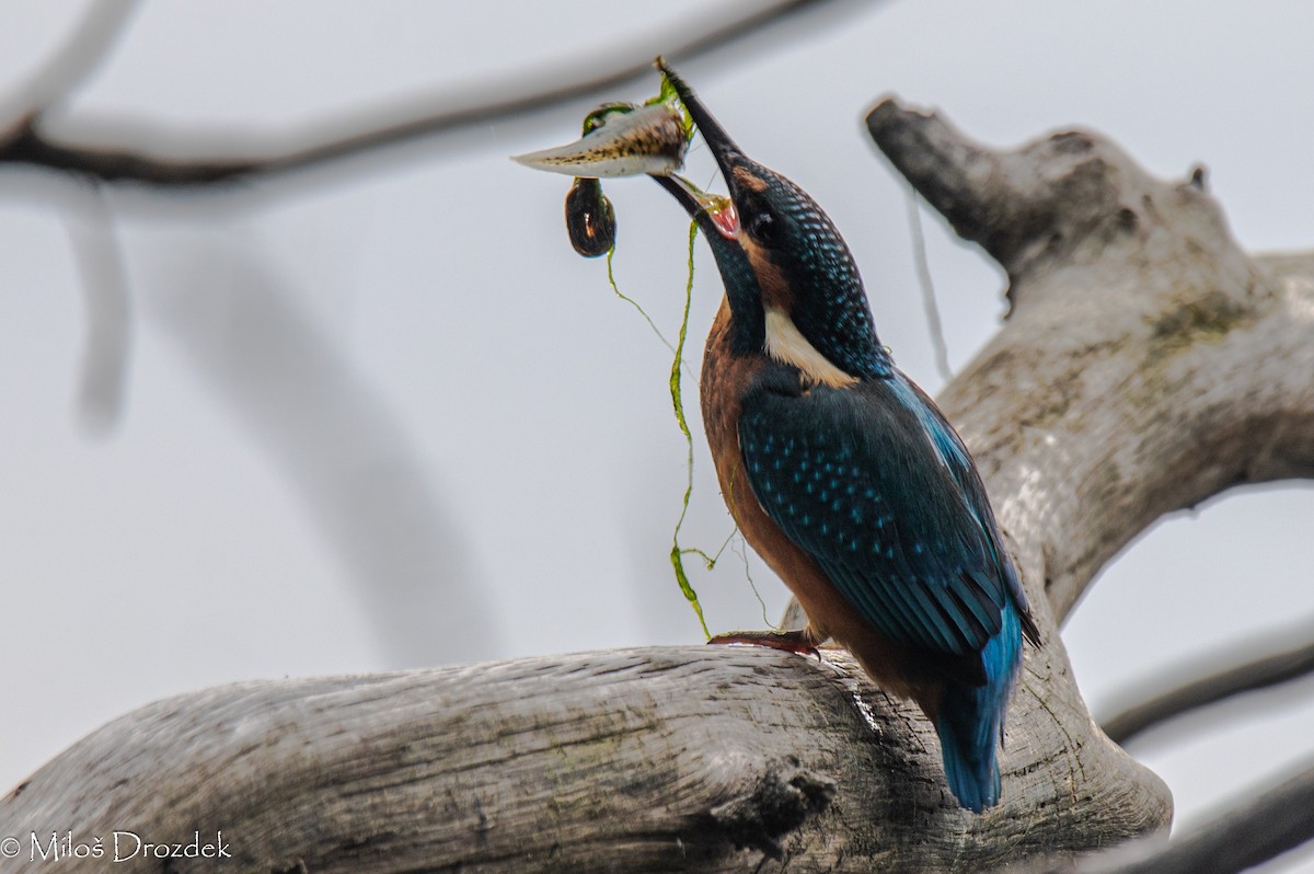 Common Kingfisher - ML620612906