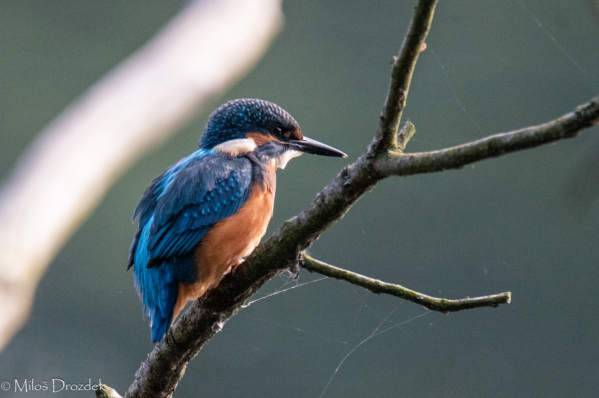 Common Kingfisher - ML620612907