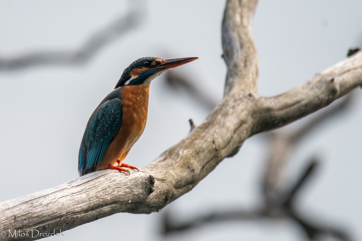 Common Kingfisher - ML620612908