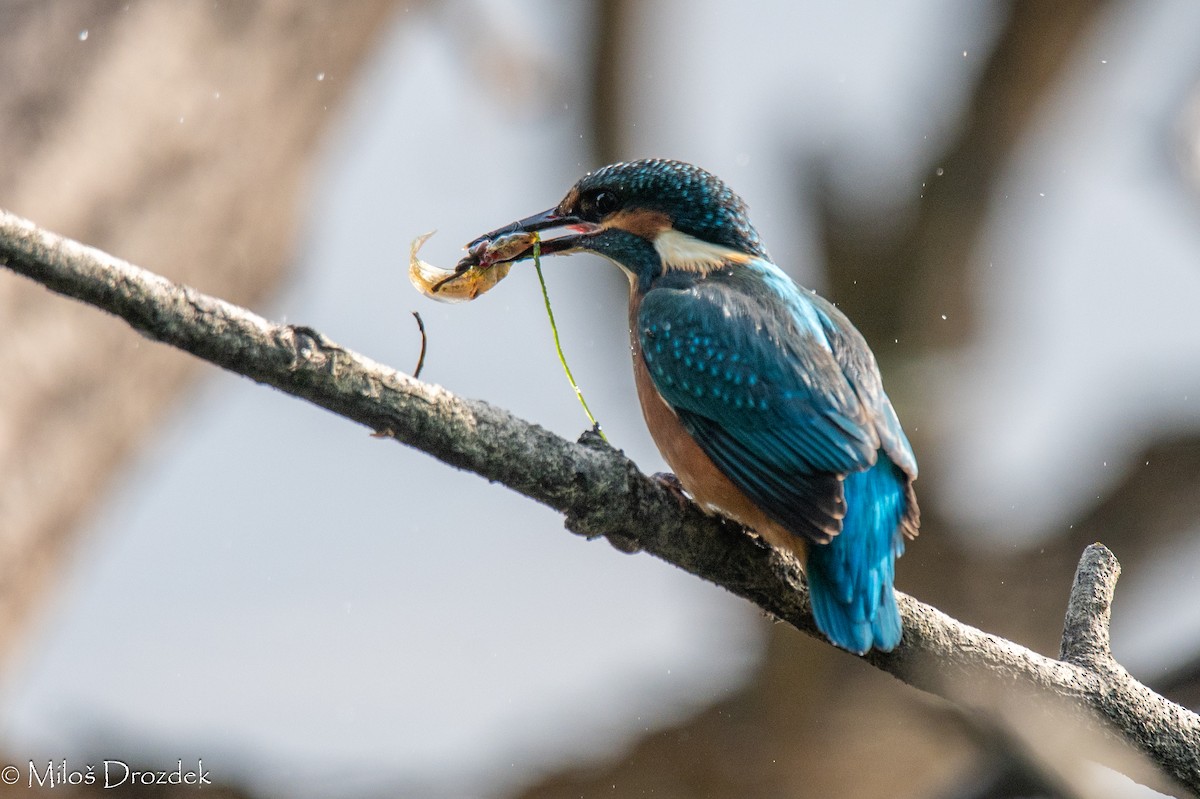 Common Kingfisher - ML620612909