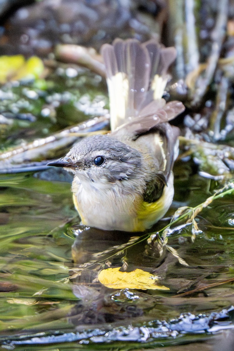 Rotschwanz-Waldsänger - ML620612911