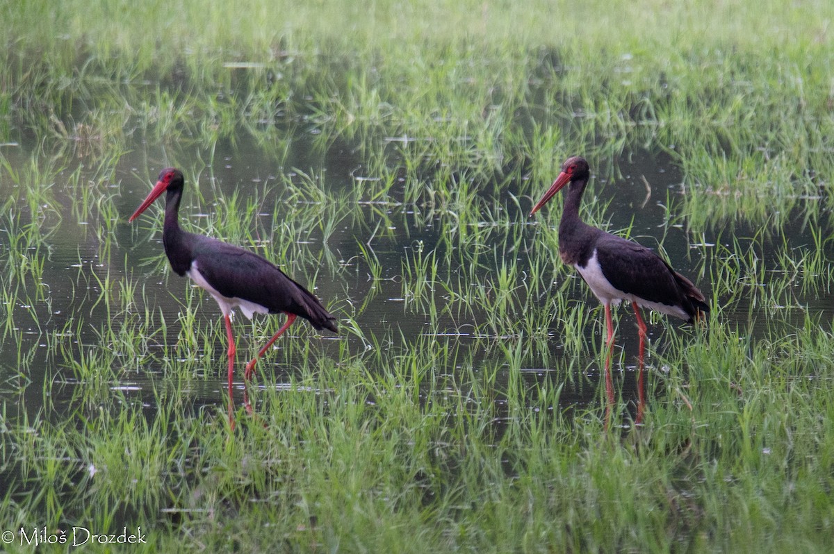 Black Stork - ML620612916