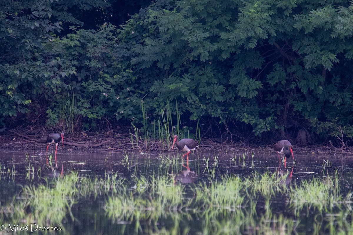 Black Stork - ML620612917