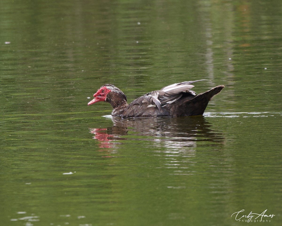 Muscovy Duck (Domestic type) - ML620612921