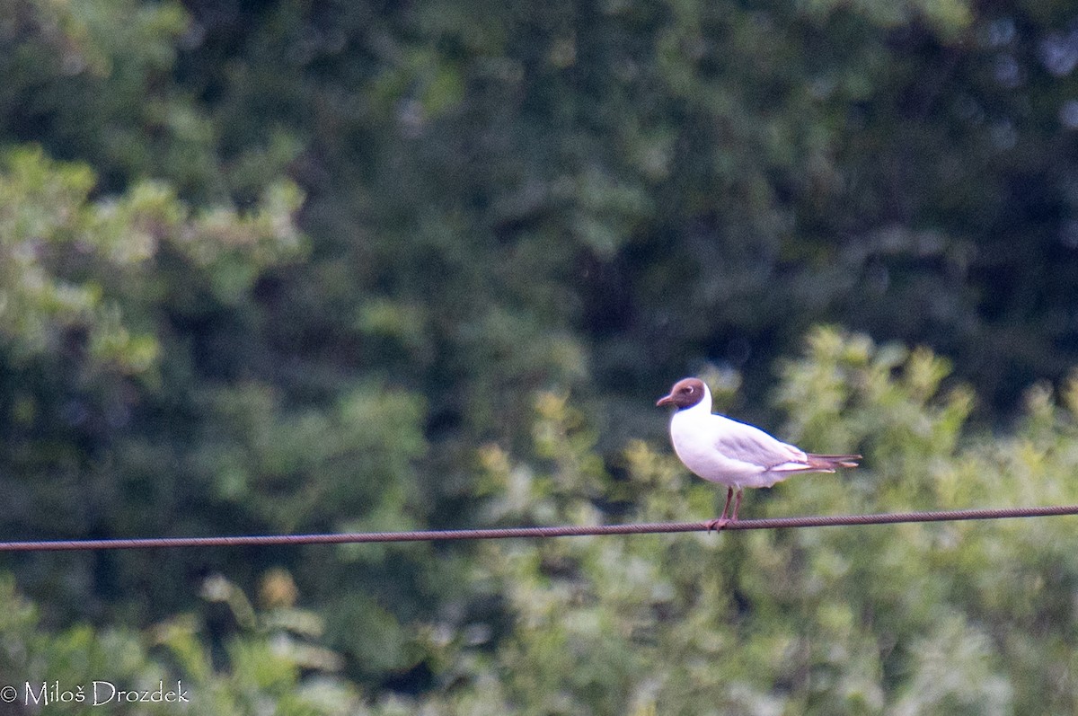 Black-headed Gull - ML620612925