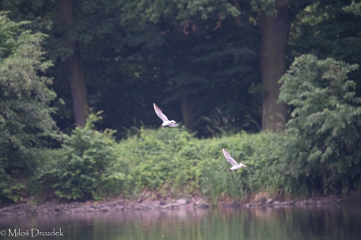 Black-headed Gull - ML620612926