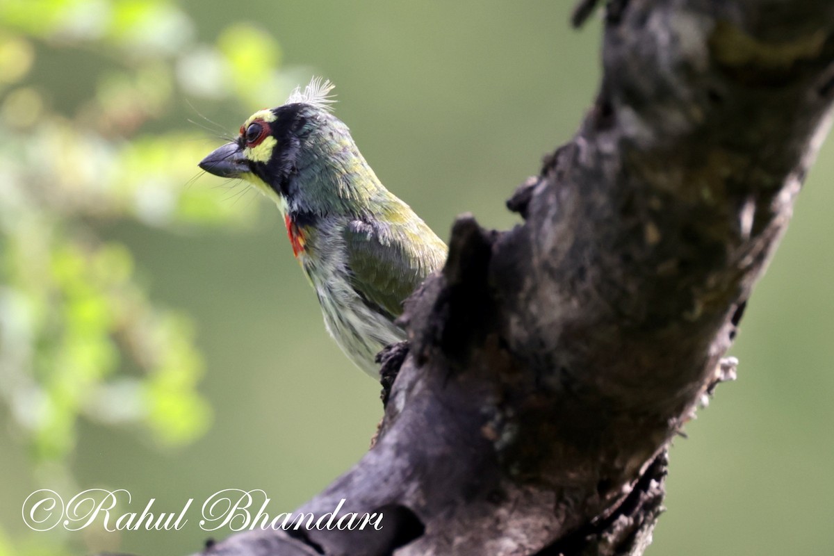 Coppersmith Barbet - ML620612927