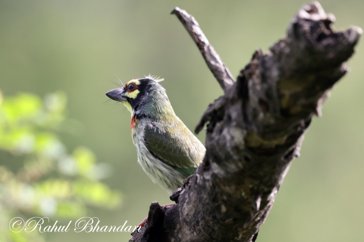 Coppersmith Barbet - ML620612928