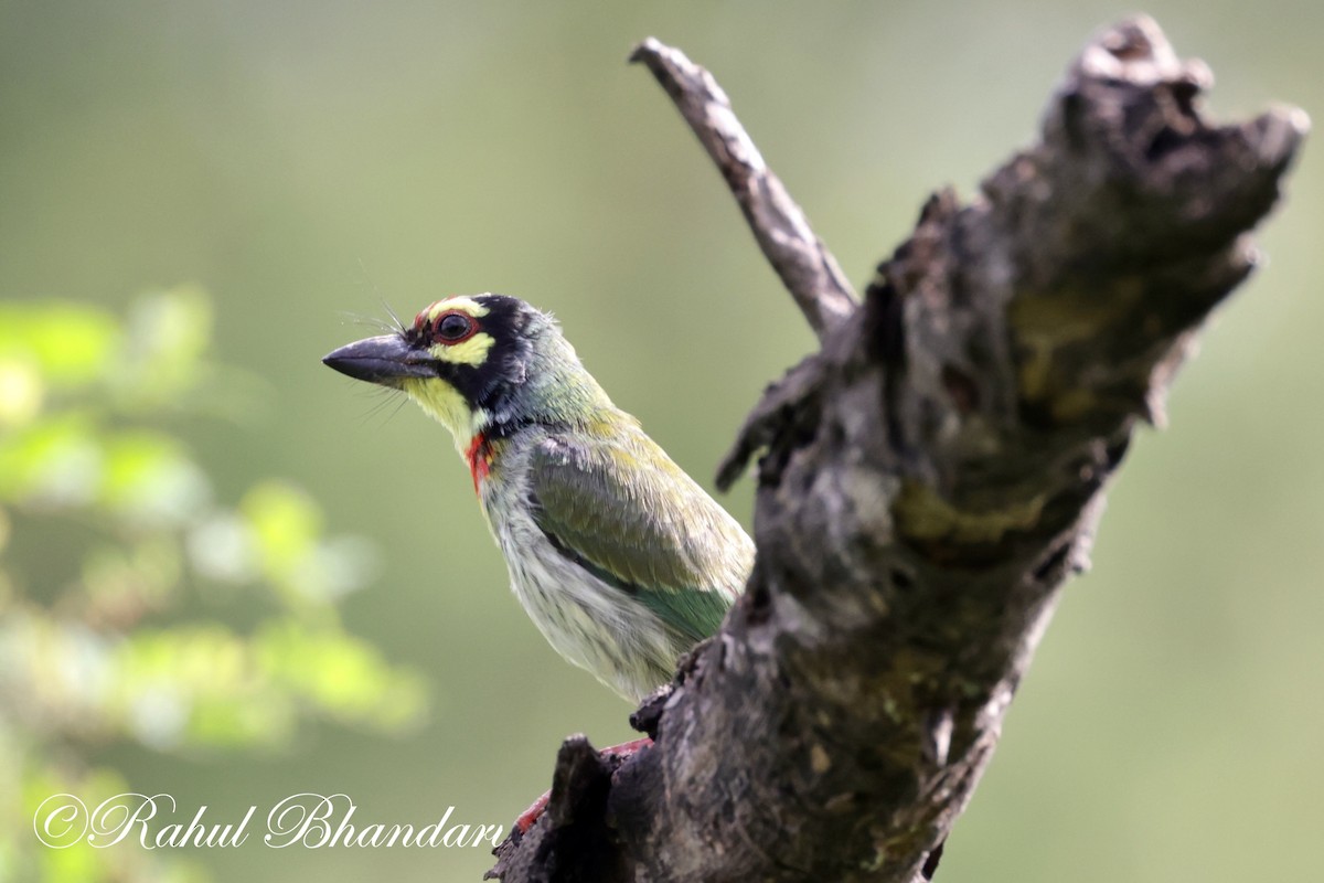 Coppersmith Barbet - ML620612930