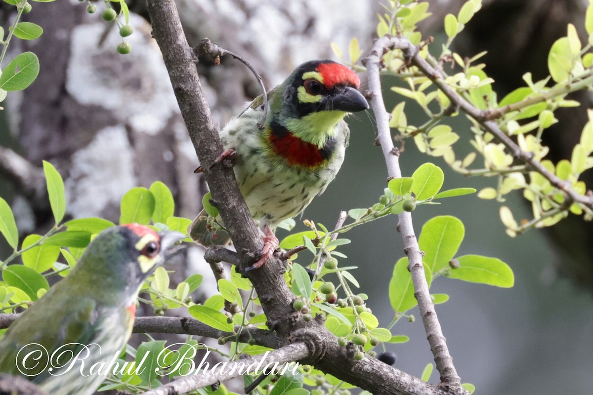 Coppersmith Barbet - ML620612934