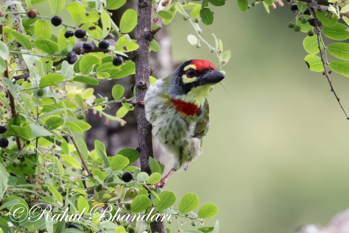 Coppersmith Barbet - ML620612936