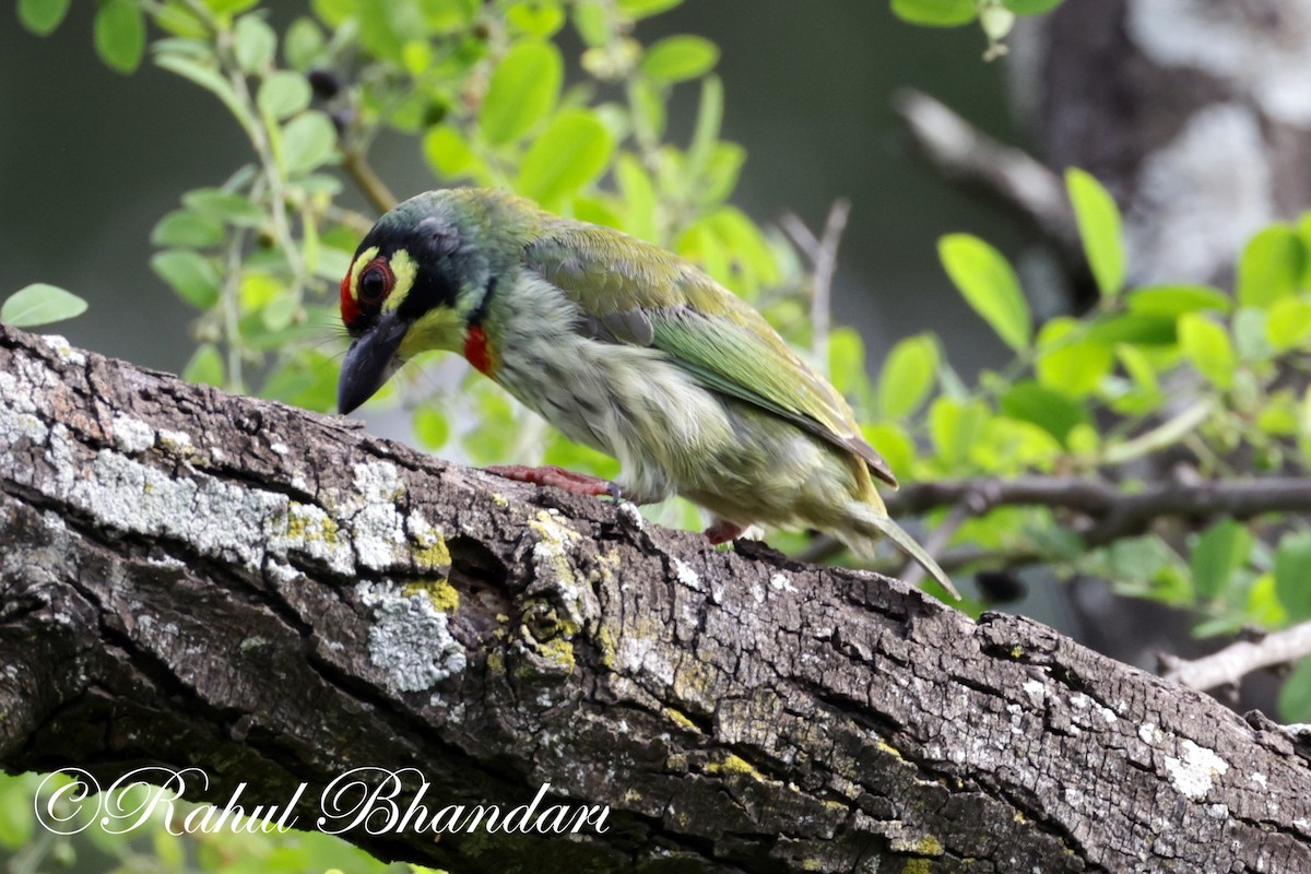 Coppersmith Barbet - ML620612937