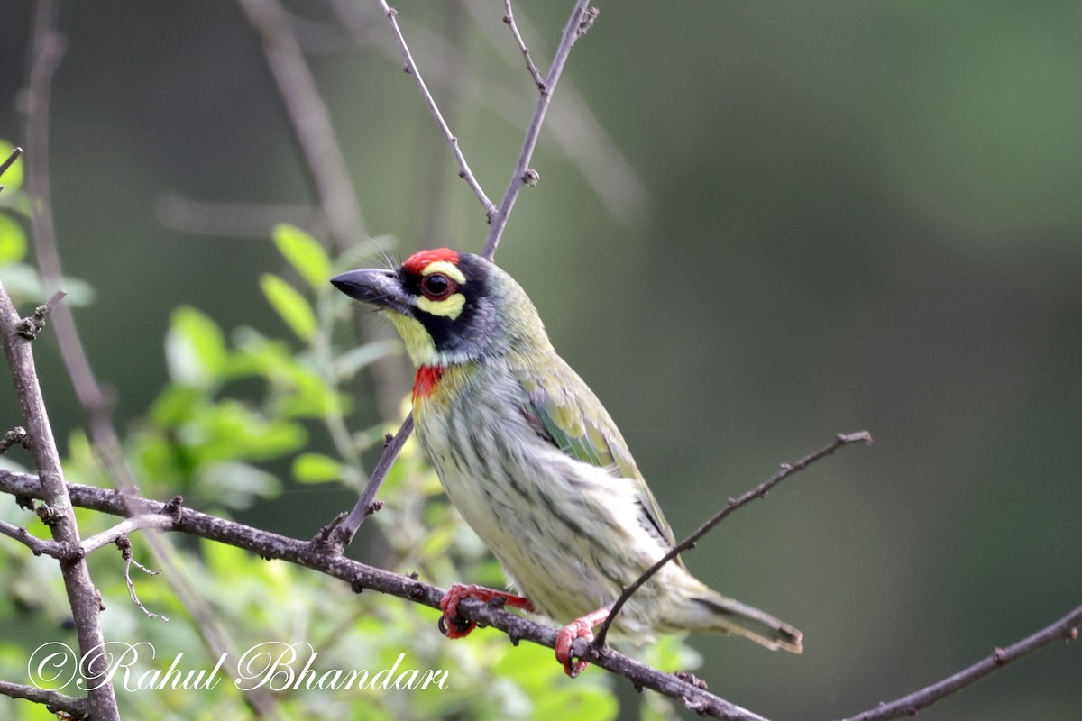 Coppersmith Barbet - Rahul Bhandari