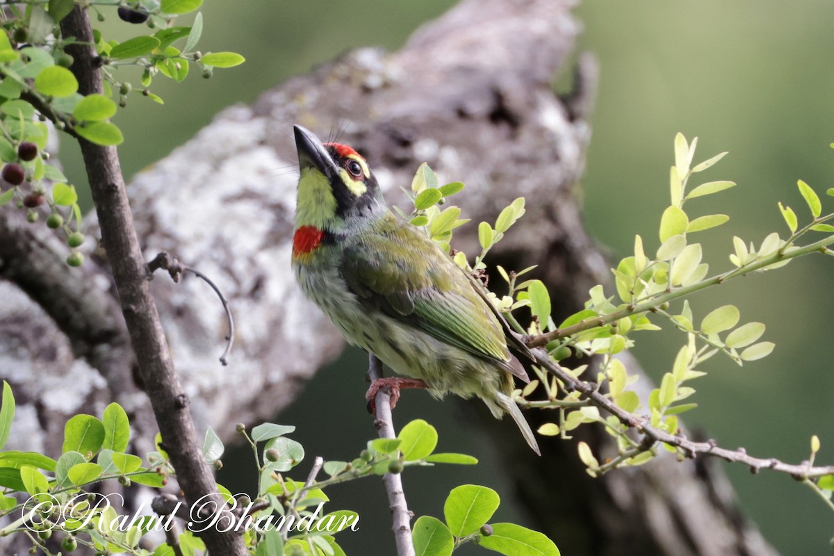 Coppersmith Barbet - ML620612939