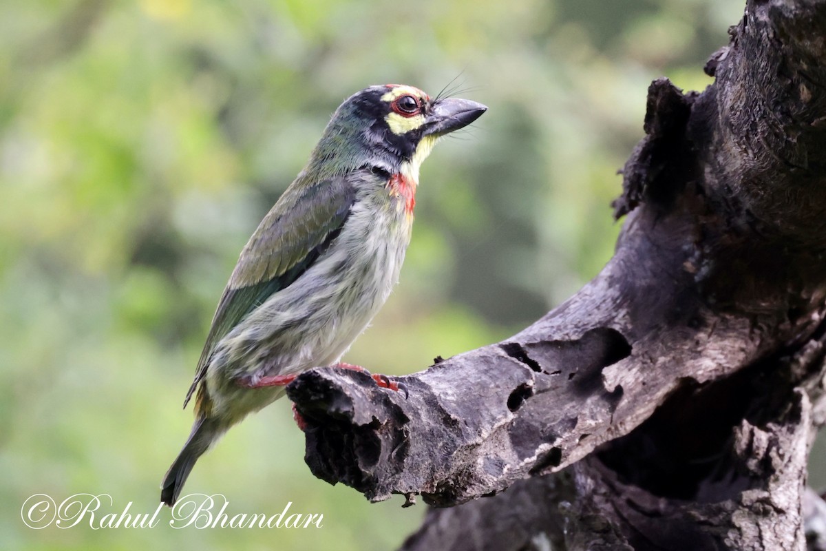 Coppersmith Barbet - ML620612940