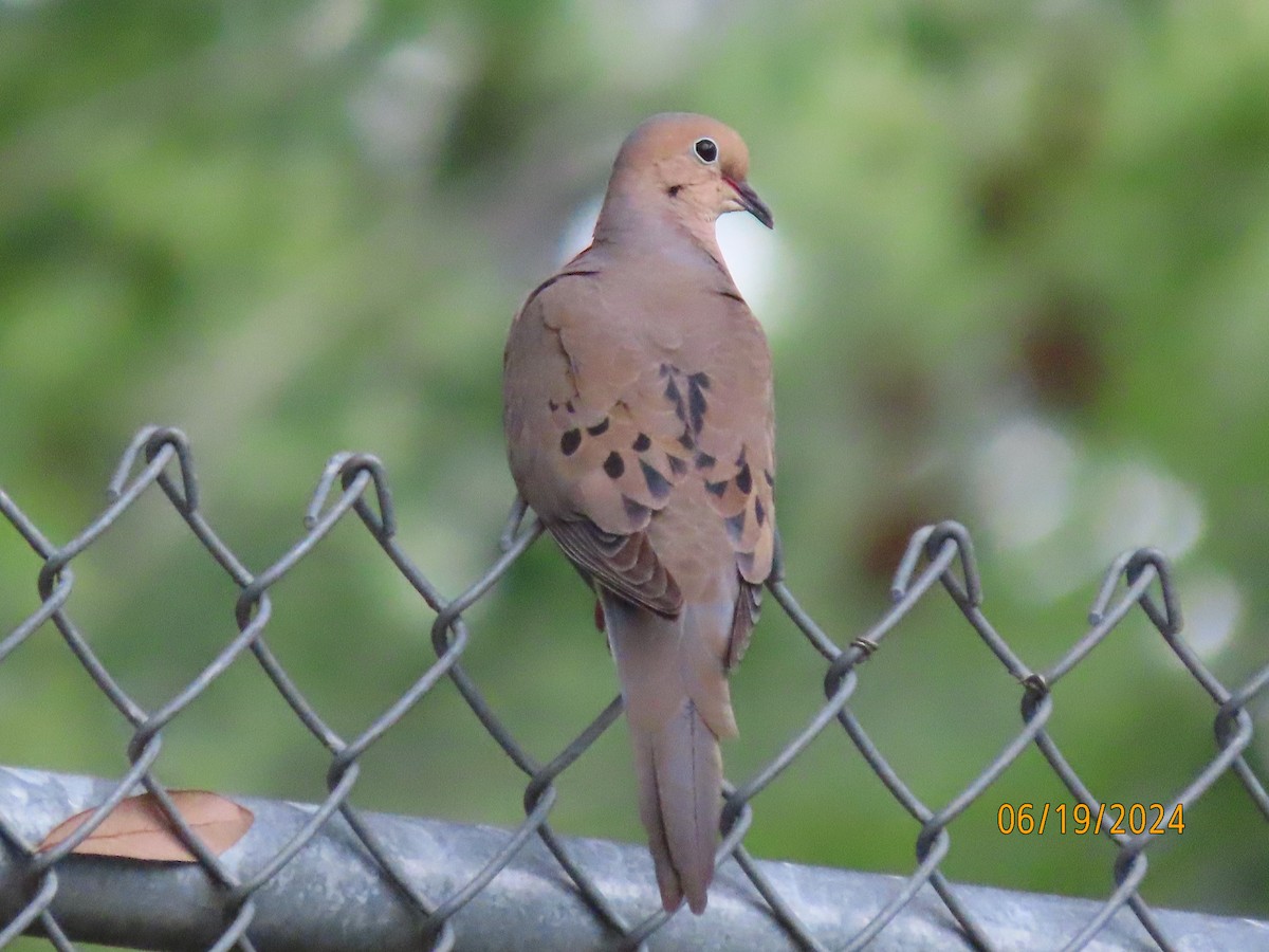 Mourning Dove - ML620612942