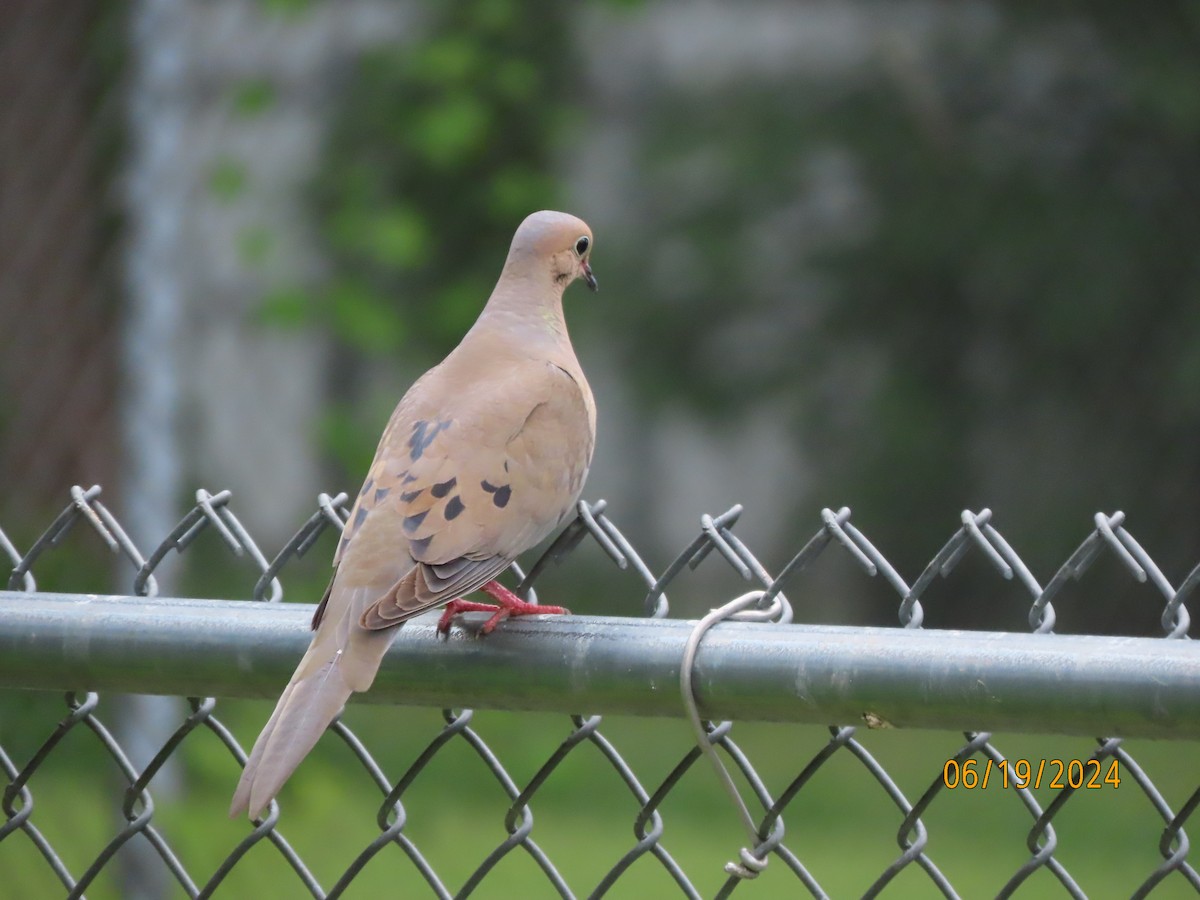 Mourning Dove - ML620612943