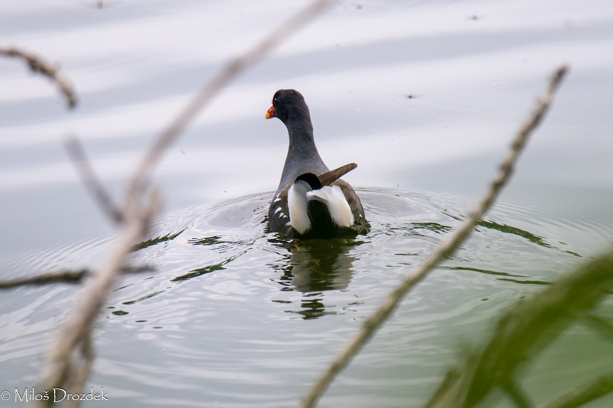 Eurasian Moorhen - ML620612946