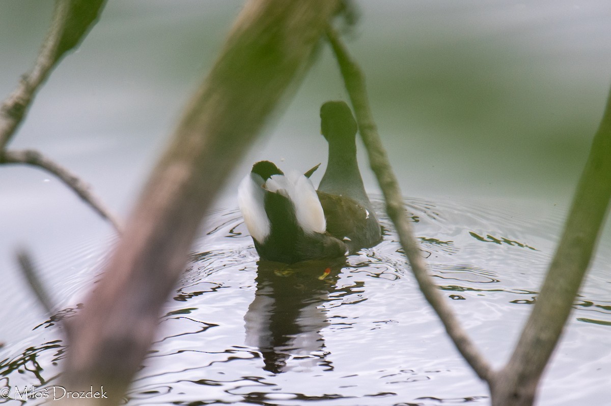 Eurasian Moorhen - ML620612947