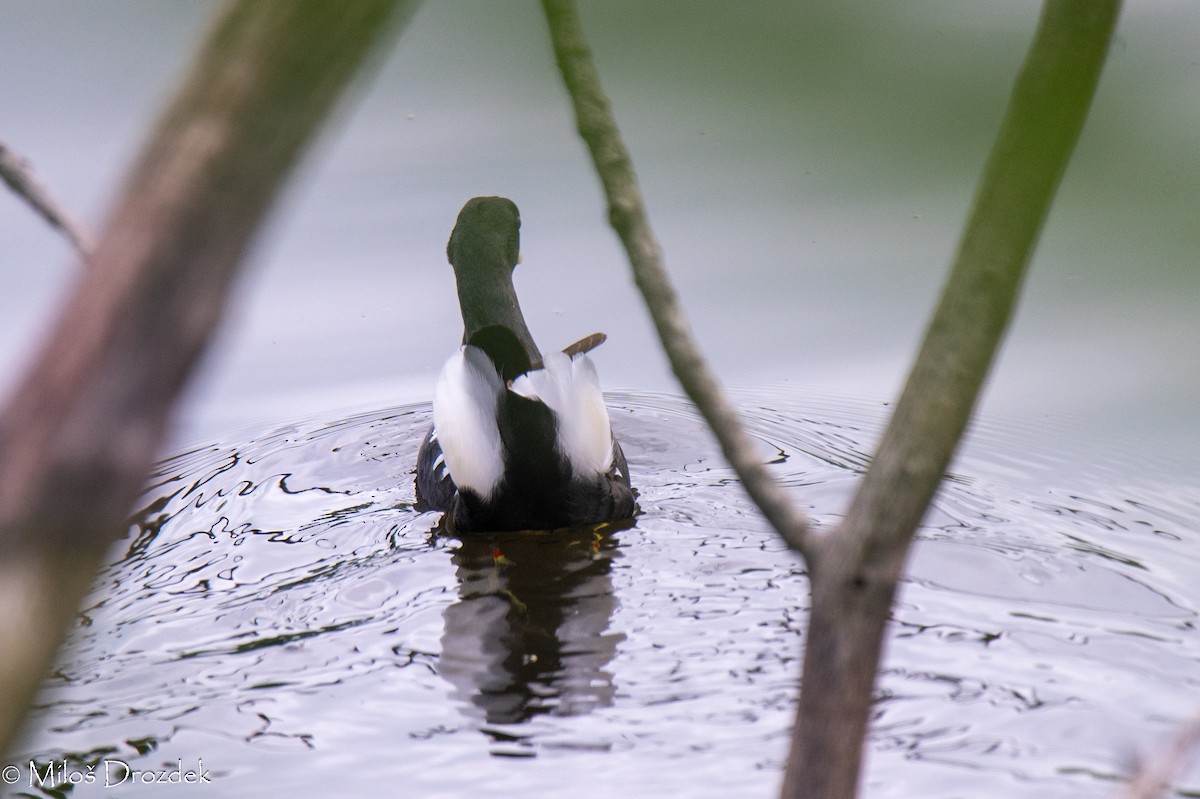 Gallinule poule-d'eau - ML620612948