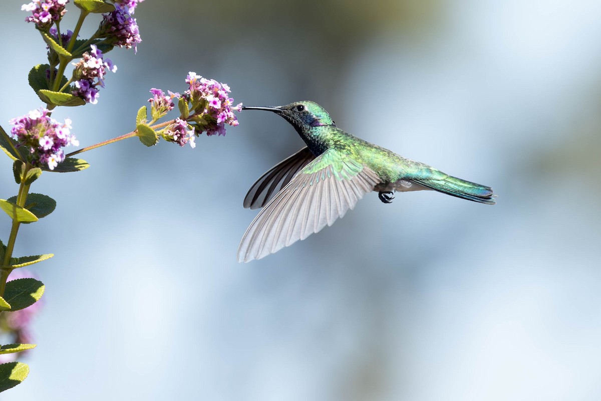 White-vented Violetear - Fernando Calmon