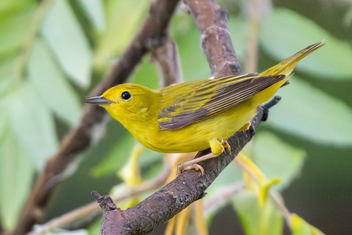 Yellow Warbler - ML620612950