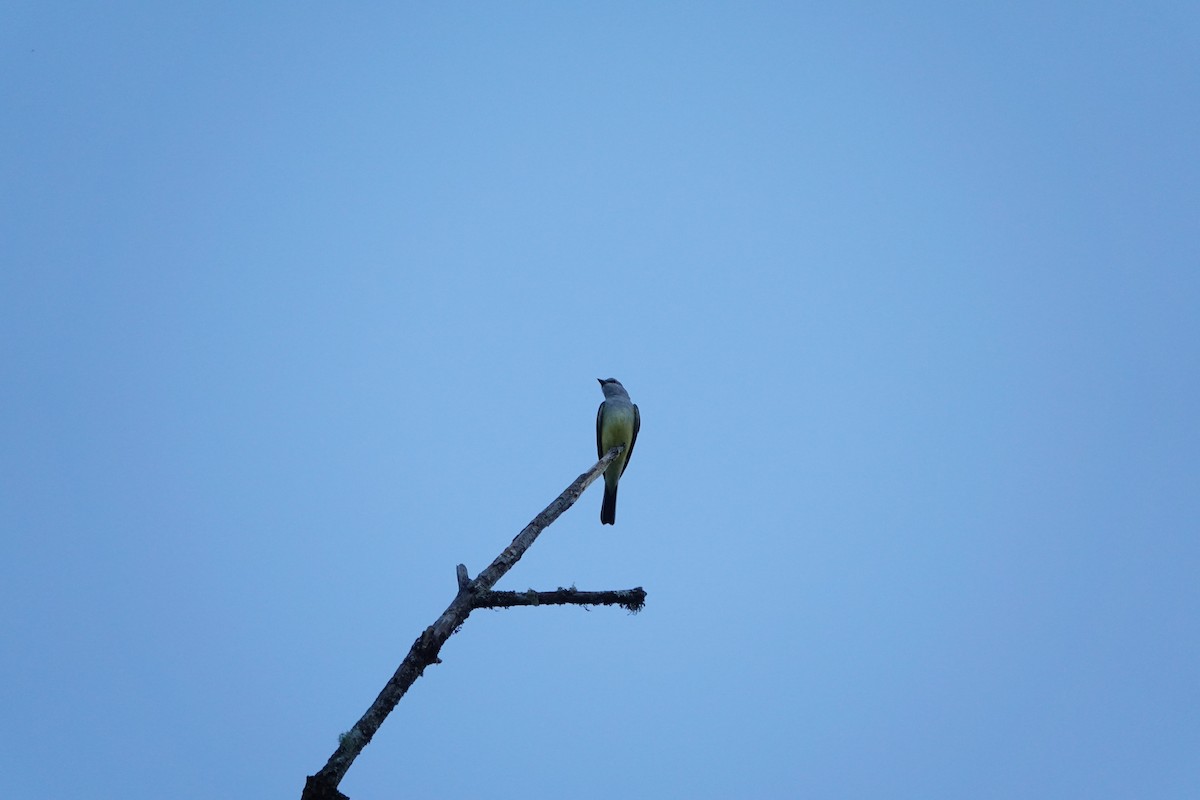 Western Kingbird - ML620612952