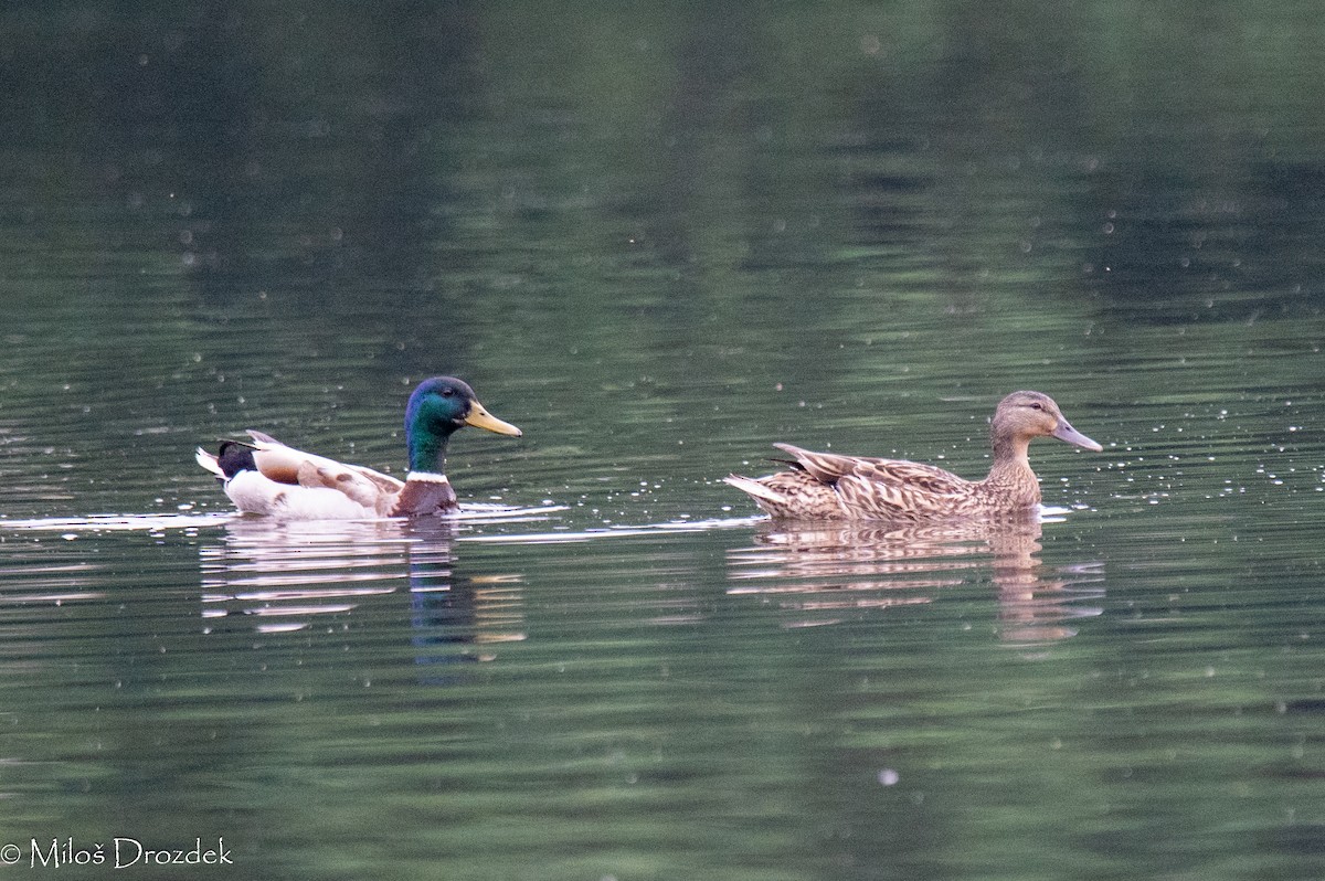 Canard colvert - ML620612953