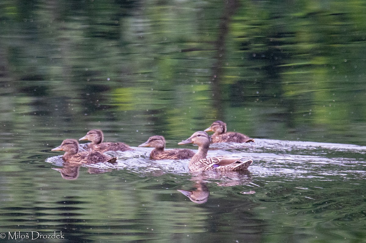 Mallard - Miloš Drozdek