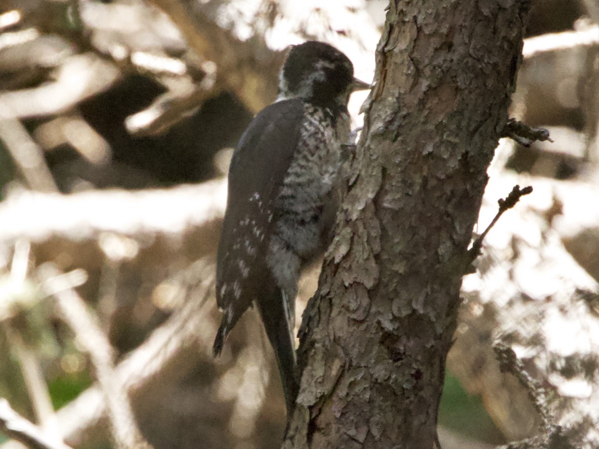 American Three-toed Woodpecker - ML620612955